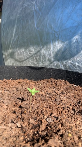 my first outdoor grow  — seedling_rooting, day 14
