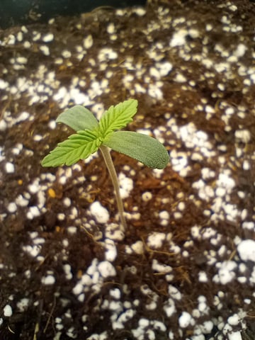 Pineapple Trainwreck  — vegetative, day 7