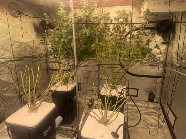Start over! — flower, day 104