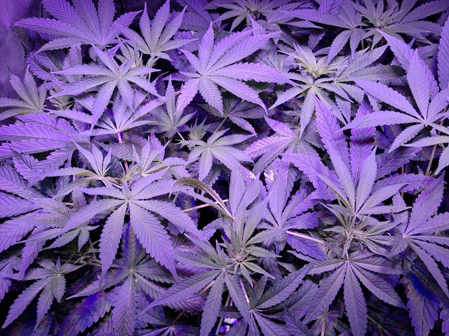 II — flower, day 46