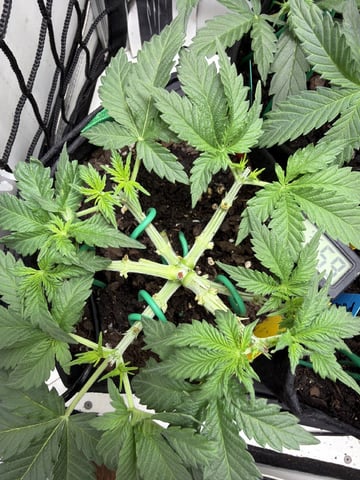 Midsummer Outdoor — vegetative, day 29