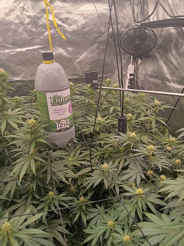 Pineapple express — flower, day 37