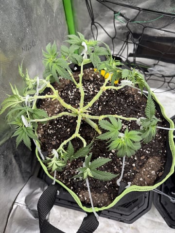 Midsummer Outdoor — flower, day 42