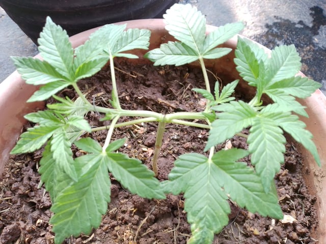 My 1st grow 2 big pots 9 small containers — vegetative, day 15