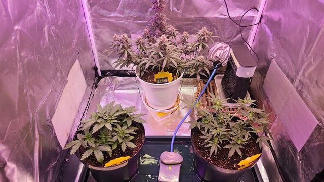 first grow adventure  — flower, day 79