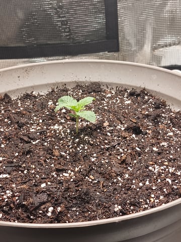 4th grow  — vegetative, day 138