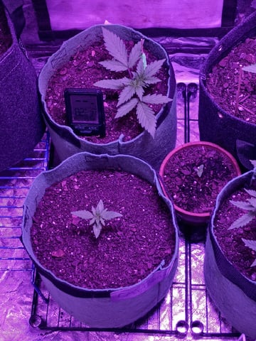 First autos  — vegetative, day 34