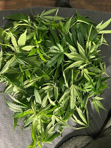 2nd Run — flower, day 102