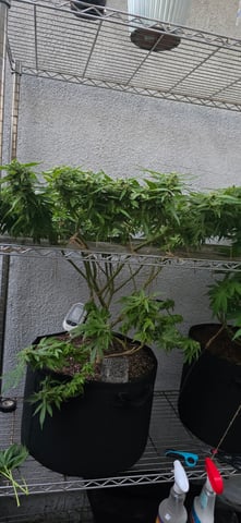 Mystery Weed Plant — flower, day 137