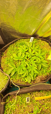 First Grow with the new setup  — vegetative, day 33