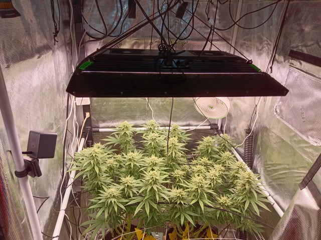 Starfighter/Ohio Guptilla Hybrid — flower, day 16
