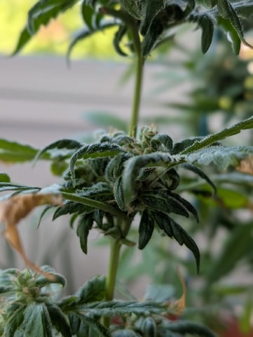 My First Grow 🪴 April '26 — flower, day 84