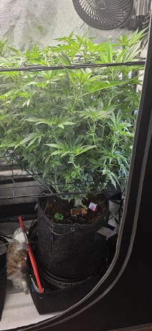 Ace Killer OG — flower, day 45