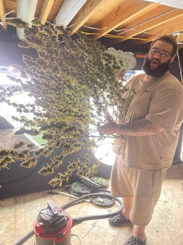 Gorilla Cookies Auto (42 FastBuds) — harvest, day 112