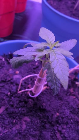 first try — grow_setup, day 1