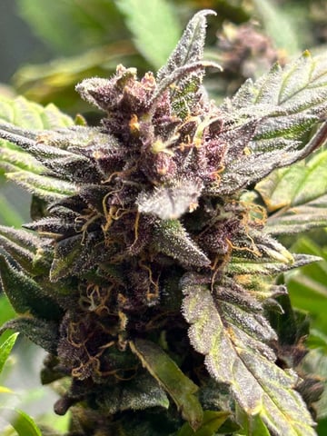 Vanna's Vanilla — auto, day 75