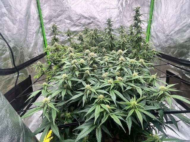 Autoskunk and OG Kush — flower, day 66
