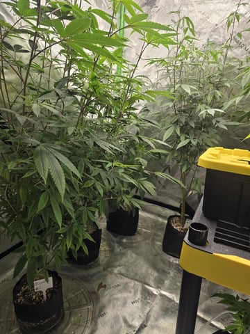 Dante's Inferno Rerun — flower, day 140