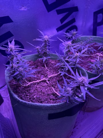 First time growing  — auto, day 43
