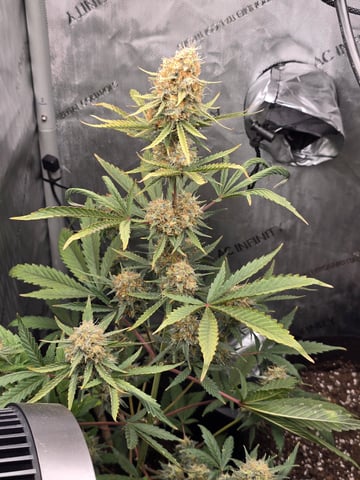 Pull my finger and Mowie Wowie — grow_setup, day 91