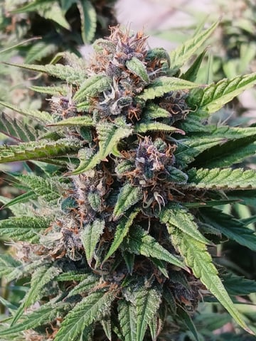 Lsd25, Dosido,GDP All Autos. — grow_setup, day 58