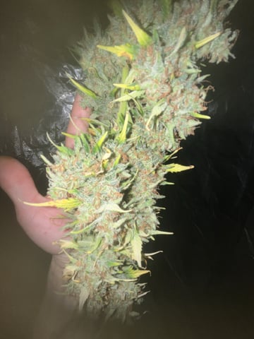 3autos and 2 fem  — harvest, day 113