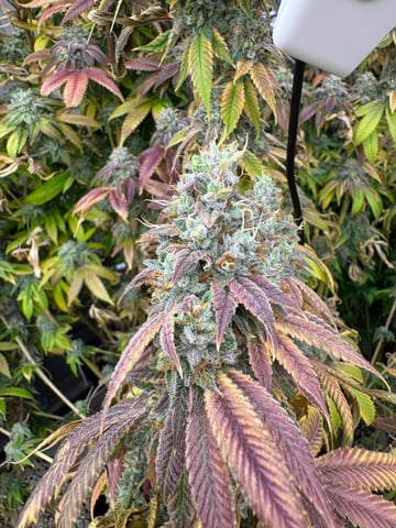 Hollywood Headband and LimeHeads  — flower, day 170