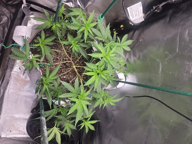 Looking for advice! — vegetative, day 45