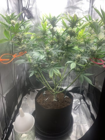 Blackberry Moonrocks (First Grow) — flower, day 39