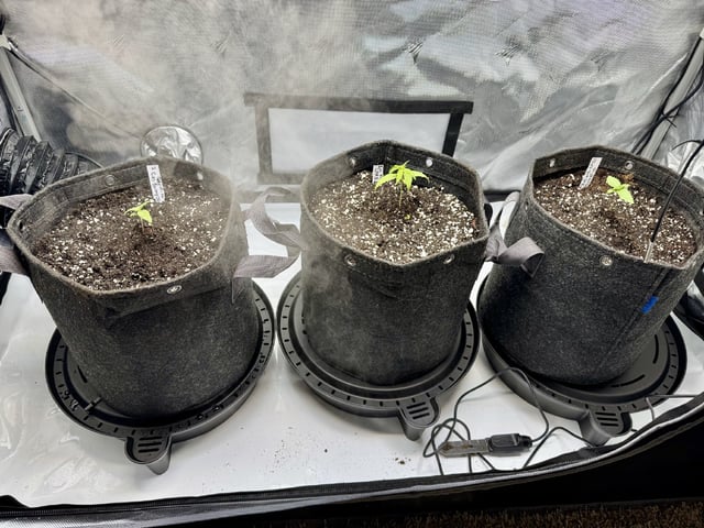 Gas Man #1 — vegetative, day 19