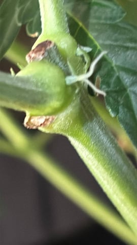 Outdoor Grow — vegetative, day 52