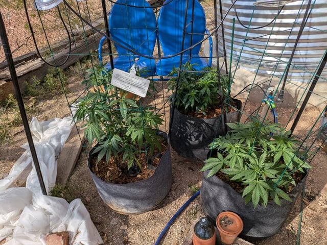 Grow Tent Starts — vegetative, day 61