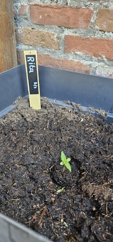 Purple Haze Autoflower