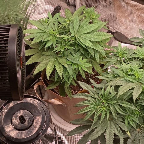TentPlantLightFan