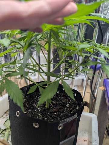 Zkittlez (Auto) — vegetative, day 39