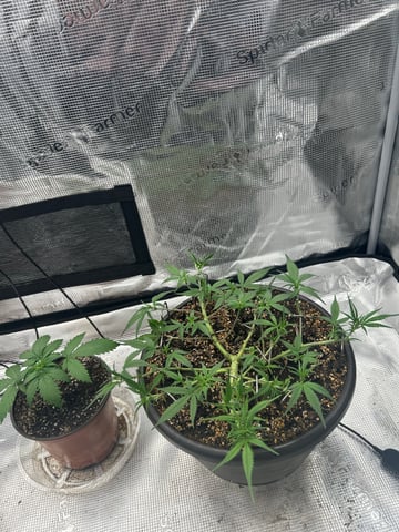 strawberry gorilla  — flower, day 22