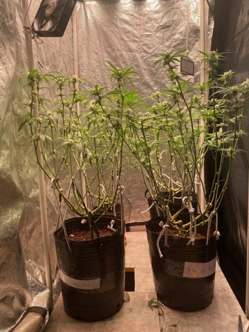 75x60  x 4 Gens — flower, day 48
