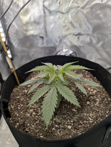 Cinderella 99 — vegetative, day 22