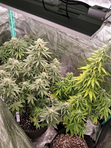 Lemon Cherry Cookies, Purple Haze and Strawberry Gorilla Grows — flower, day 87