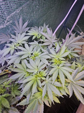 Sour Headies/OGBX1 — vegetative, day 2