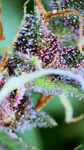 flipped to flower — flower, day 39