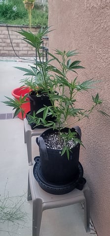 Poison Rainbows — vegetative, day 85