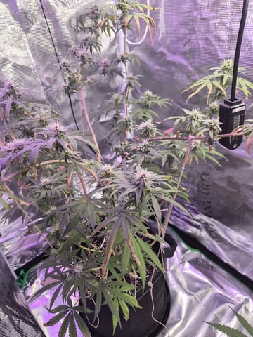 Kalini Asia Auto  — flower, day 50
