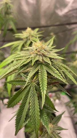 blueberry cupcake  — flower, day 96