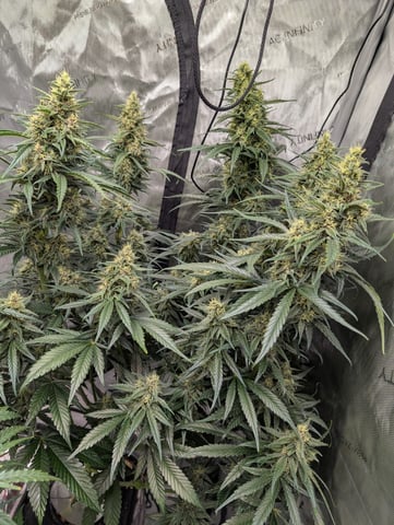 flipped to flower — flower, day 36