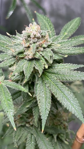 Current Grow — flower, day 27