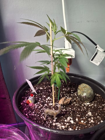 III — seedling_rooting, day 18