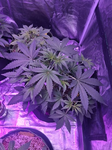 first auto grow — vegetative, day 33