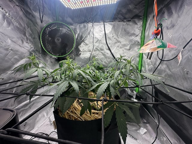 Pine (Auto) 2025 - 0 — flower, day 43