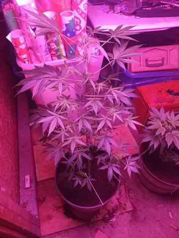 aurora auto — flower, day 56